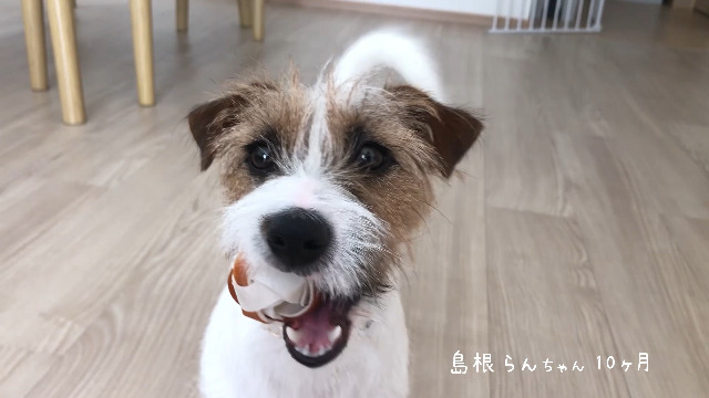 Amazon | ディンゴ (DINGO) 犬 おやつ チキンボーンストロング L 1本入